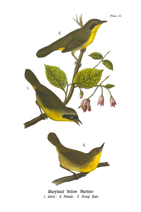 Maryland Yellow Warbler - Birds of Pennsylvania - 1943