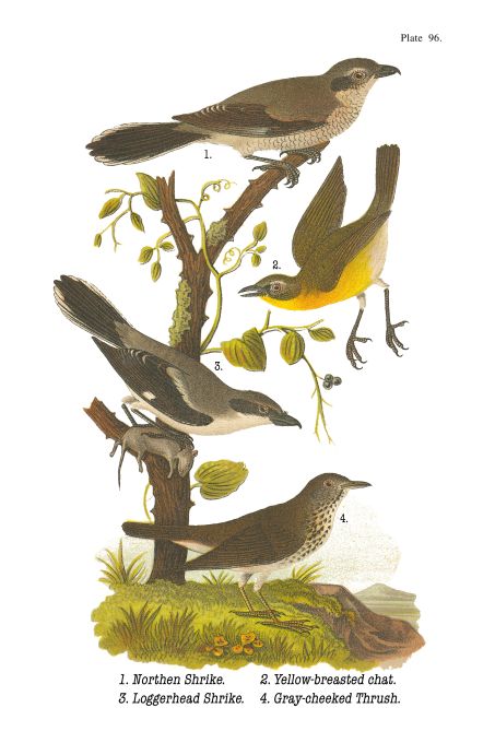 Nothern Shrike - Birds of Pennsylvania - 1946