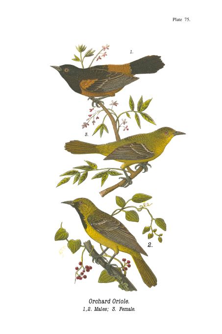 Orchard Oriole - Birds of Pennsylvania - 1948