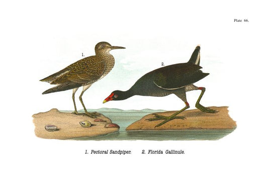 Pectoral Sandpiper - Birds of Pennsylvania - 1949