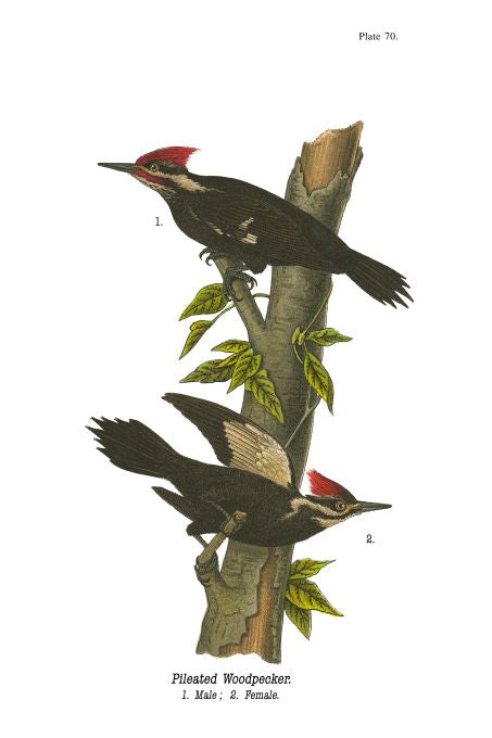 Pileated Woodpecker - Birds of Pennsylvania - 1951