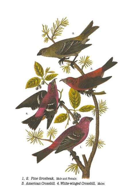 Pine Grosbeak - Birds of Pennsylvania - 1952