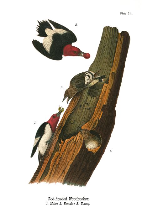 Red Headed Woodpecker - Birds of Pennsylvania - 1957