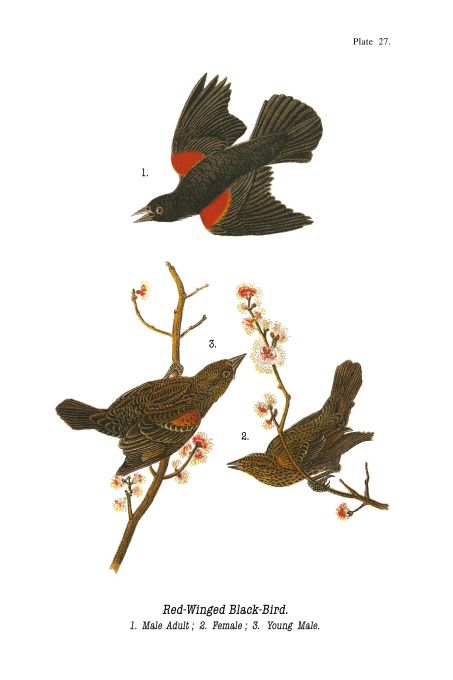 Red Winged Black Bird - Birds of Pennsylvania - 1959