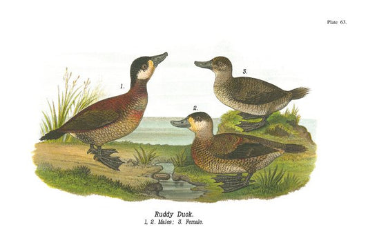 Ruddy Duck - Birds of Pennsylvania - 1963