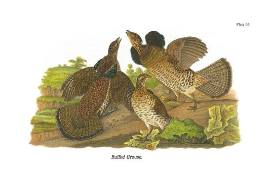 Ruffed Grouse - Birds of Pennsylvania - 1964