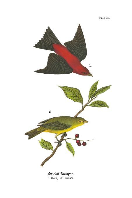 Scarlet Tanager - Birds of Pennsylvania - 1965