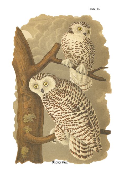 Snowy Owl - Birds of Pennsylvania - 1968