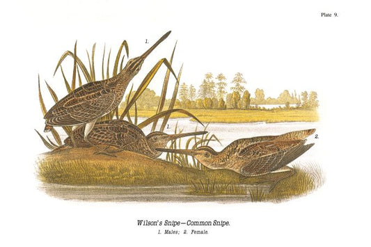 Wilson's Snipe - Birds of Pennsylvania - 1981