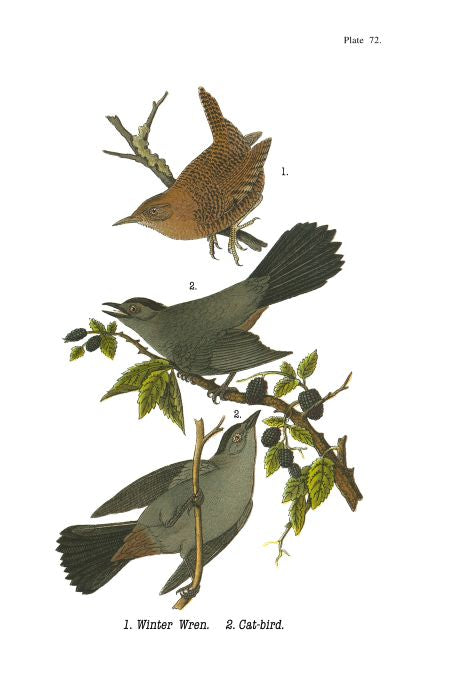 Winter Wren - Birds of Pennsylvania - 1982