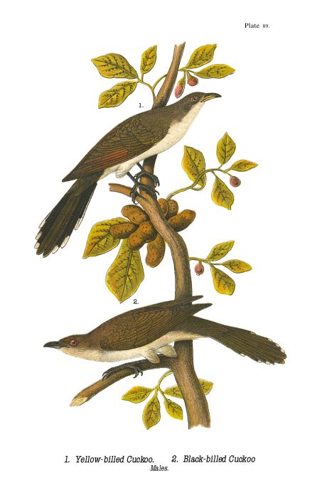 Yellow Billed Cuckoo - Birds of Pennsylvania - 1986