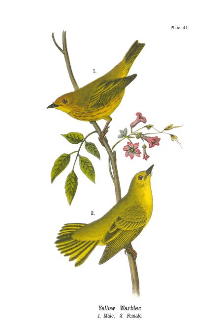 Yellow Warbler - Birds of Pennsylvania - 1988