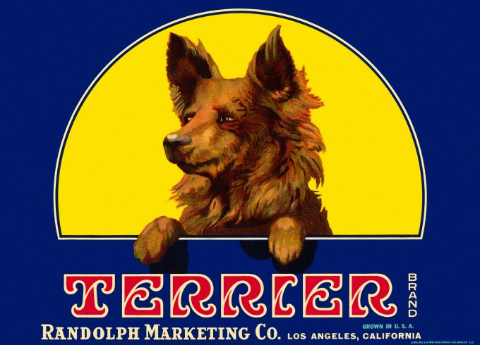 Terrier