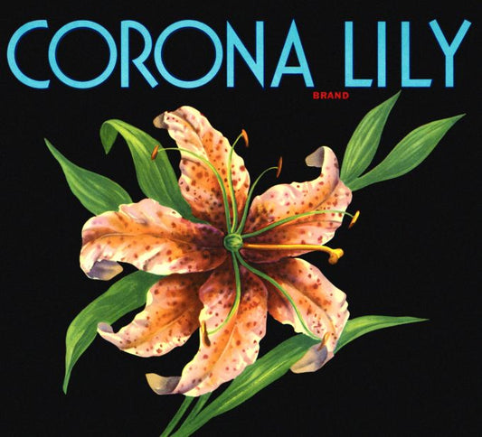 Coorona Lily Brand