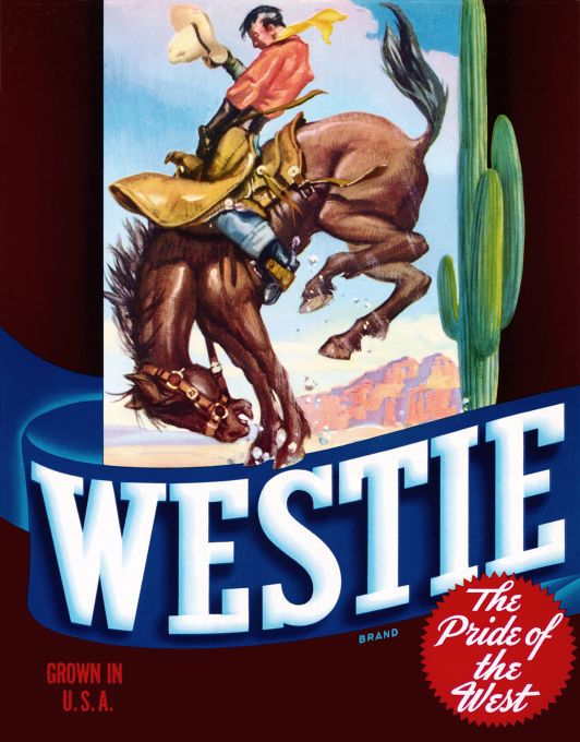 Westie The Pride of The West