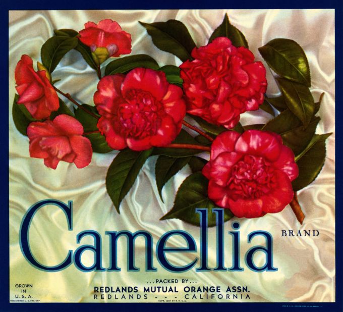 Camellia Oranges