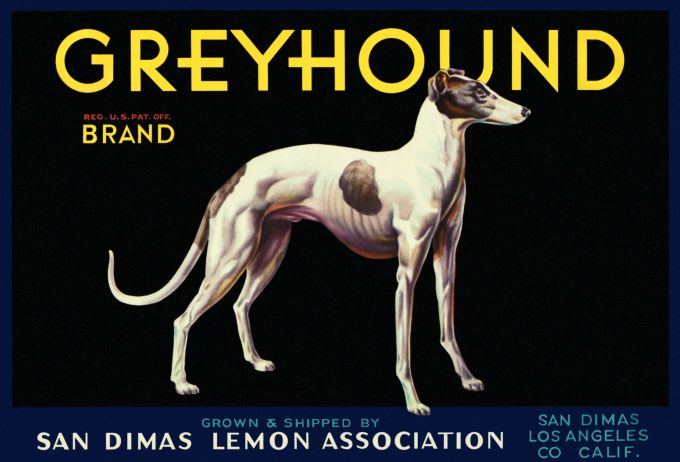 GrayHound Lemons