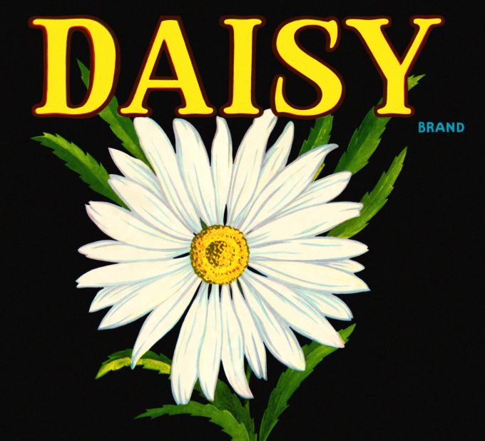 Daisy