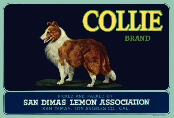 Collie Lemons