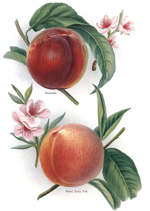 Alexander - Fruit Growers Guide - 1880