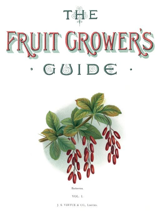 Berberries - Fruit Growers Guide - 1880