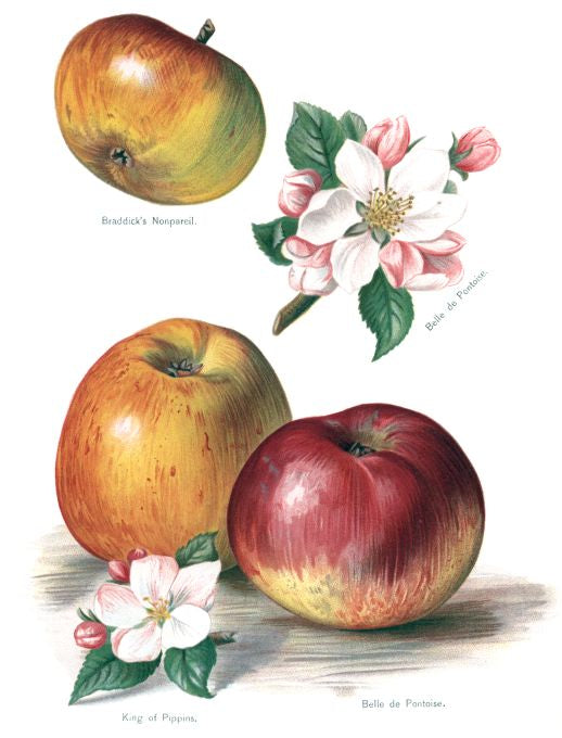 Braddicks Nonpareil - Fruit Growers Guide - 1880