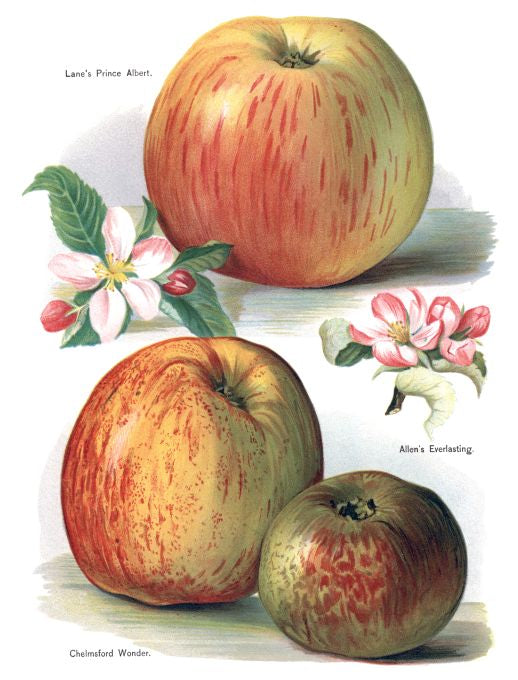 Chelmsford Wonder - Fruit Growers Guide - 1880