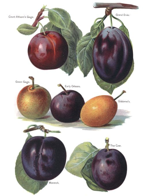 Count Athanns Gage - Fruit Growers Guide - 1880