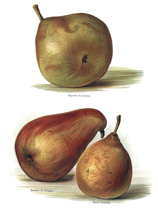 Doyenne Du Comice - Fruit Growers Guide - 1880