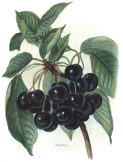Early Rivers - Fruit Growers Guide - 1880