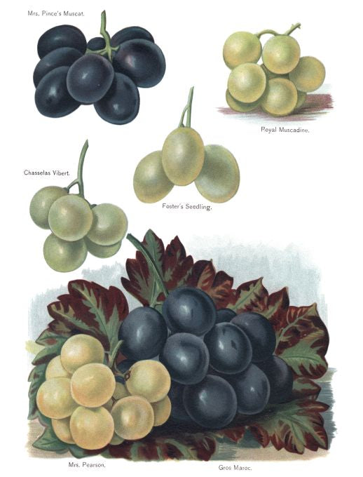 Gros Maroc - Fruit Growers Guide - 1880