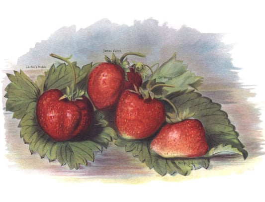 Laxtons Noble - Fruit Growers Guide - 1880