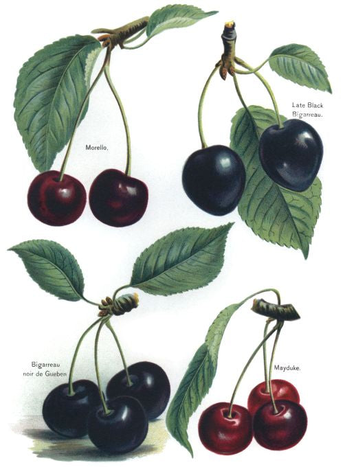 Morello - Fruit Growers Guide - 1880