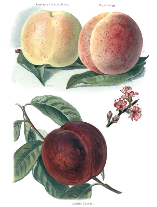 Royal George - Fruit Growers Guide - 1880