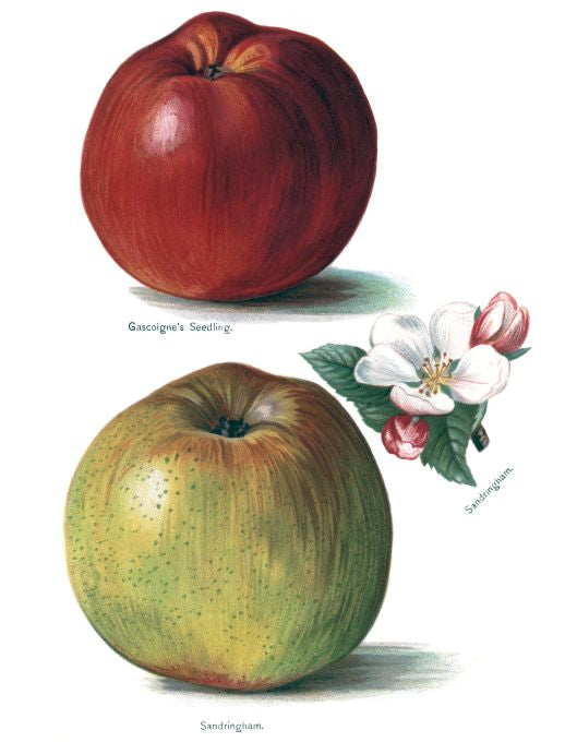 Sandringham - Fruit Growers Guide - 1880