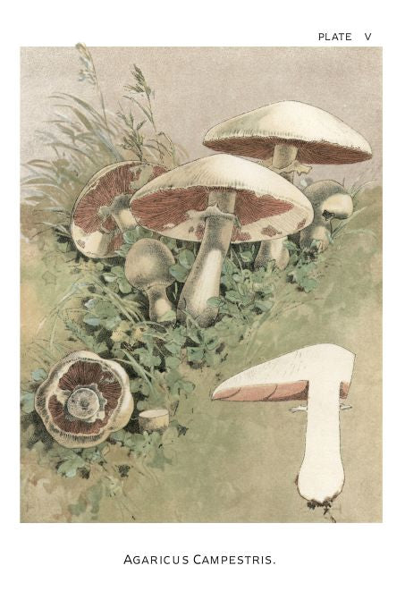 Agaricus Campestris - Harper Publishers - 1895