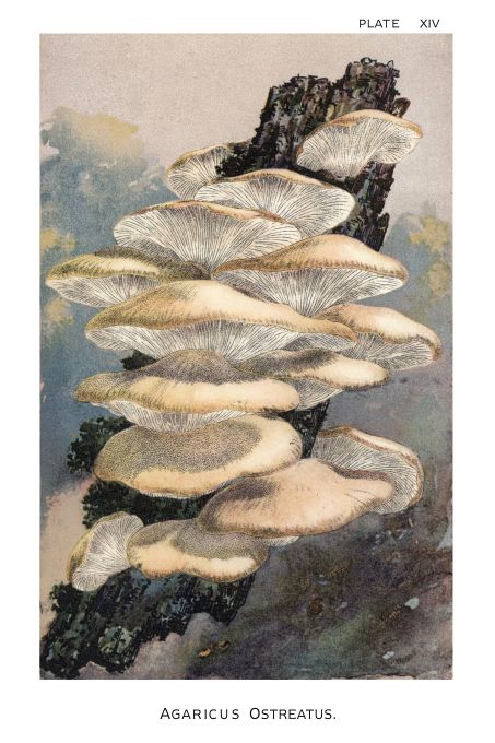 Agaricus Ostreatus - Harper Publishers - 1895