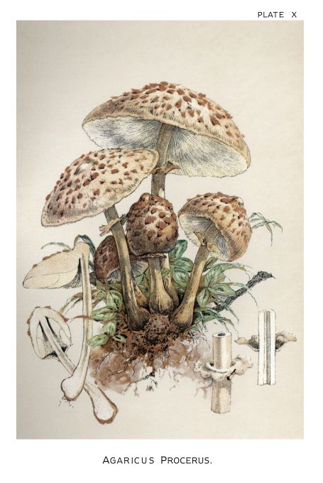 Agaricus Procerus - Harper Publishers - 1895