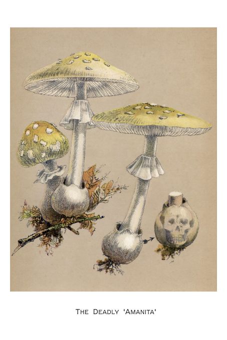 Amanita - Harper Publishers - 1895