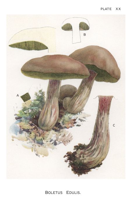 Boletus Edulis - Harper Publishers - 1895