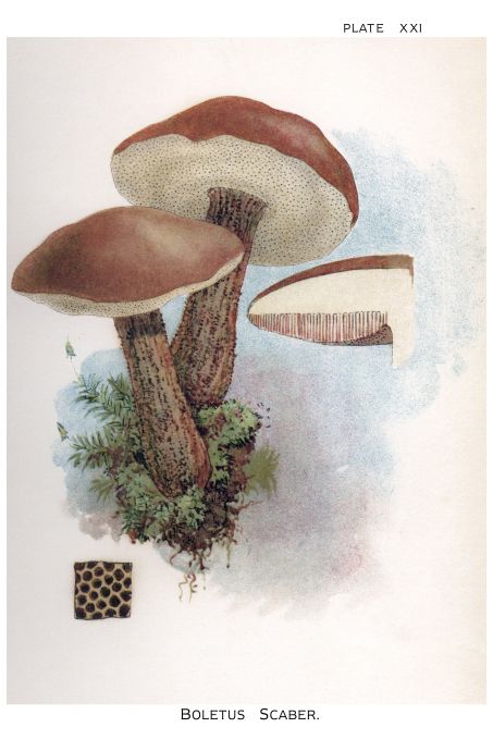 Boletus Scaber - Harper Publishers - 1895