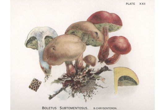 Boletus Subtomentosus - Harper Publishers - 1895