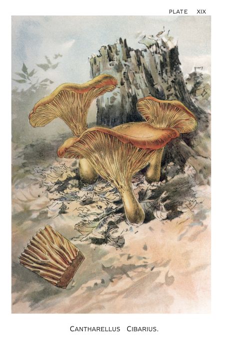 Cantharellus Cibarius - Harper Publishers - 1895