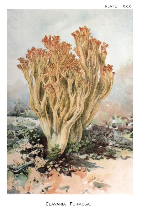 Clavaria Formosa - Harper Publishers - 1895