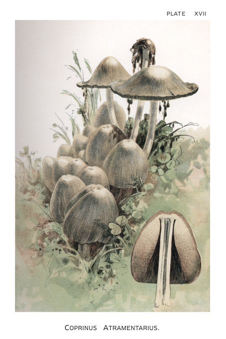 Coprinus Atramentarius - Harper Publishers - 1895