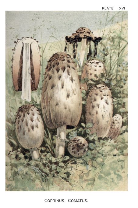 Coprinus Comatus - Harper Publishers - 1895