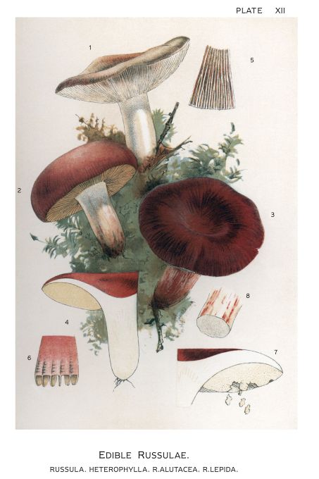 Edible Russulae - Harper Publishers - 1895