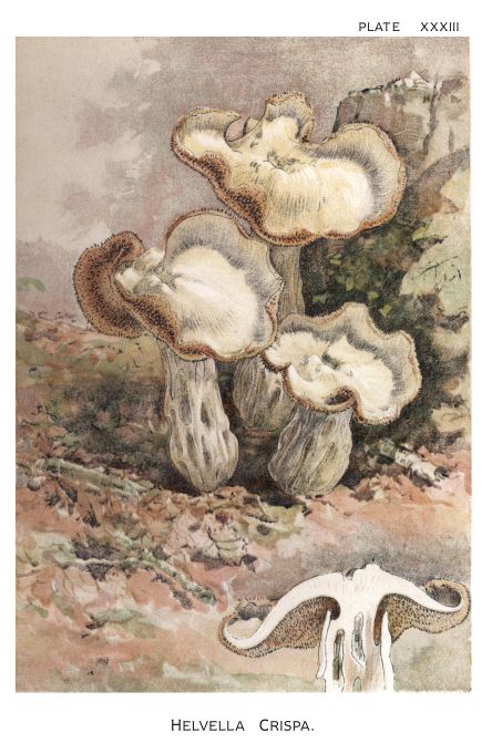 Helvella Crispa - Harper Publishers - 1895