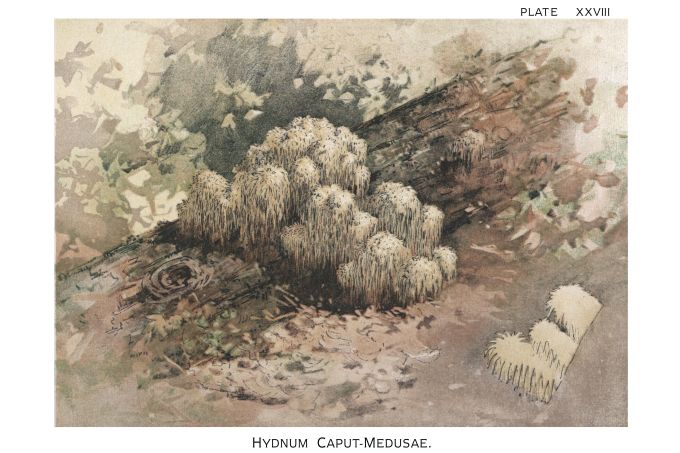 Hydnum Caput Medusae - Harper Publishers - 1895