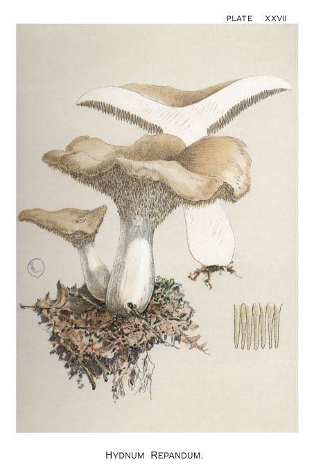 Hydnum Repandum - Harper Publishers - 1895